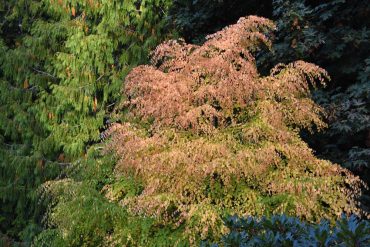 Cercidiphyllum japonicum, Katsura tree