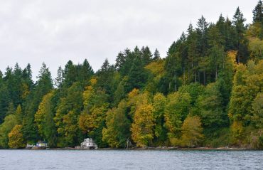 Golden colors of the PNW natives