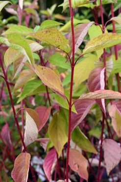 Cornus stolonifera, Redtwig dogwood