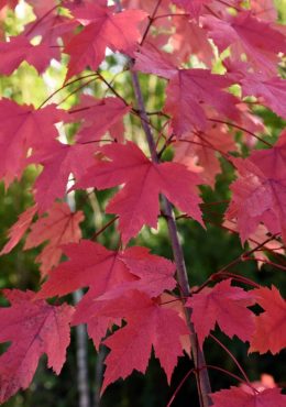 Acer freemanii 'Autumn Blaze', Autumn blaze maple