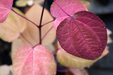 Cercidiphyllum japonicum, Katsura tree