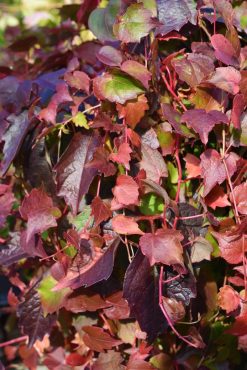 Parthenocissus tricuspidata 'Veitchii', Boston ivy