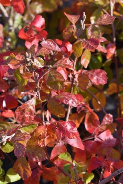 Rhus aromatica 'Gro-Low', Gro-Low fragrant sumac