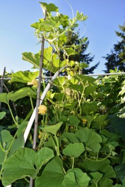 Vining squash plants growing skyward on metal mesh attached to hoophouse frames in Gayle Larson's Poulsbo garden