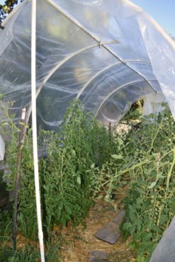 Tomatoes thriving in a tall polytunnel in Gayle Larson's Poulsbo garden