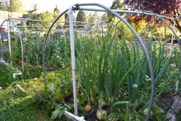 Low metal hoops remain in the garden year-round. Gayle Larson's garden.