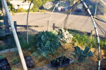 Fiberglass window screening used to shade and protect brassicas from pests in Gayle Larson's Poulsbo garden