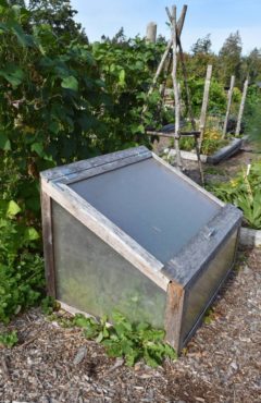 A lightweight cold frame at Whacky Nut Farm on Bainbridge Island