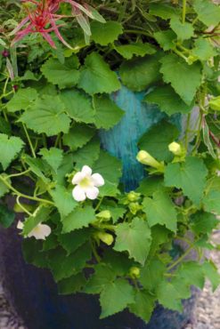 Lophospermum erubescens ‘Bridal Bouquet’