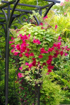 Creeping gloxinia — Lophospermum erubescens