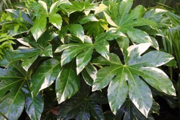 Variegated false aralia — Fatsia japonica ‘Variegata’