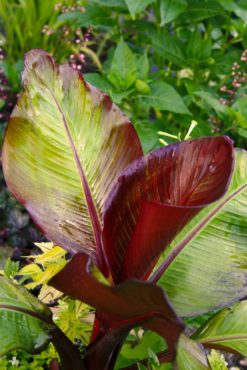 Red banana — Ensete ventricosum ‘Maurelii’