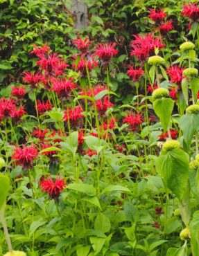 Bee balm — Monarda ‘Jacob Cline’