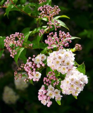 Deutzia corymbosa