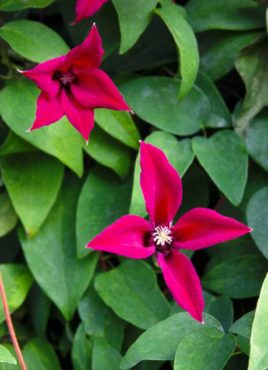 Clematis texensis ‘Gravetye Beauty’