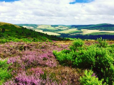 Hiking in the heather-covered highlands of Scotland