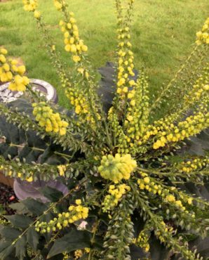 Mahonia