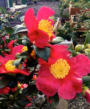 Yuletide camelia