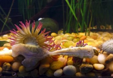 This aggregating anemone is in the process of becoming two organisms by binary fission.