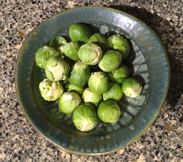 Brussels Sprouts