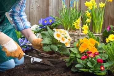 Peat Free Gardening