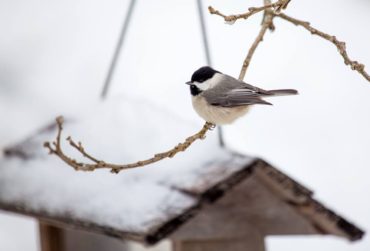 Black-capped chickadee