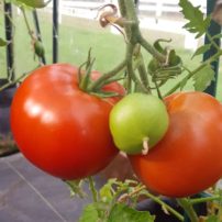 Debbie Mihali's small greenhouse produces delicious tomatoes and more all winter long.