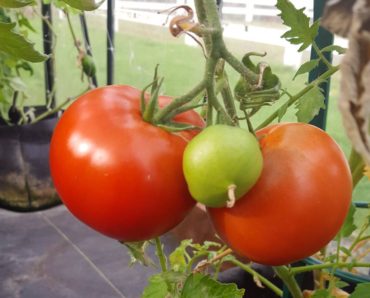 Debbie Mihali's small greenhouse produces delicious tomatoes and more all winter long.