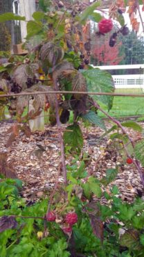 Mihali's everbearing raspberries produce through late fall and spring.