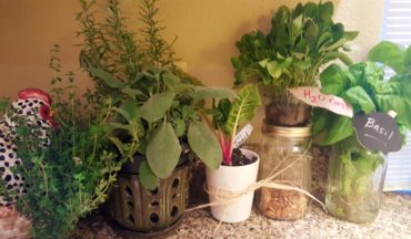 Water and light help keep fresh herbs and greens going in the kitchen during winter.