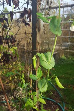 Sara Schroeter's peas add a tasty crunch to salad.