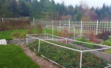 Even in winter, Schroeter covers her strawberry patch from "poachers."