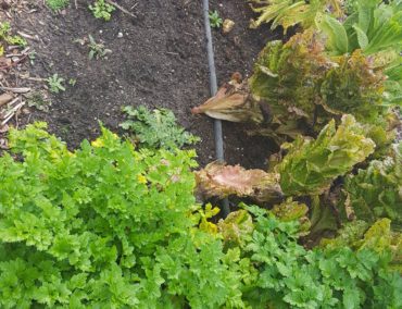 Schroeter's lettuce and herbs do particularly well in late fall and early spring.