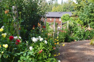 Countless varieties of dahlias surround the entire garden. Mulched with horse manure every fall, they grow more vigorously each year.