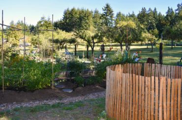 Johnson Farm p-patch. An old farm has been preserved as a working community farm and p-patch. Composting areas can look great when surrounded by a nice wooden enclosure.