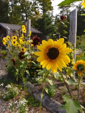 Wacky Nut farm community garden. Flowers attract many pollinators and bring joy to the gardeners.