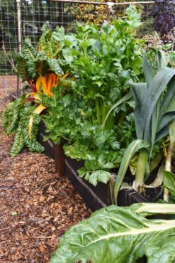 Rock Farm community garden. These gorgeous veggies are proof that organic methods work! Fish compost, good drainage and an occasional soil test to provide fertility information have done their job.