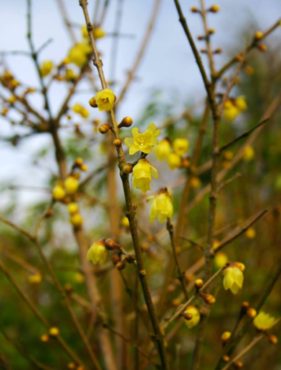 Chimonanthus praecox var. lutea