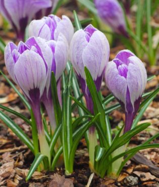 Crocus vernus