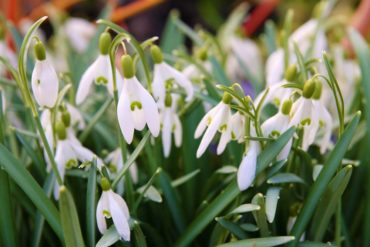 Snowdrops (Galanthus ssp.)