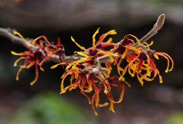 Hamamelis x intermedia ‘Jelena’