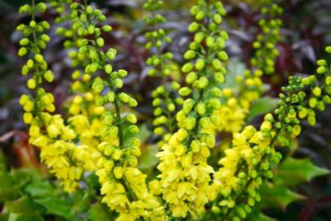 Mahonia x media ‘Charity’