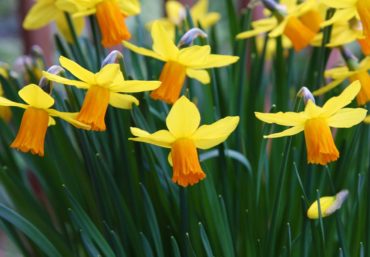 Daffodils (Narcissus ‘Jetfire’)