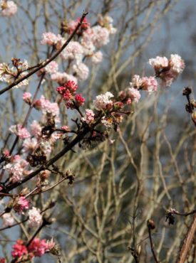 Viburnum ‘Charles Lamont’