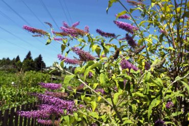 Butterfly bush