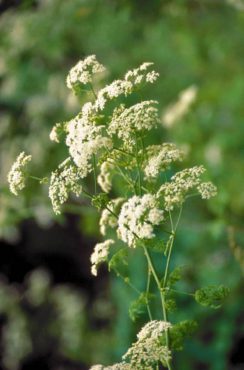 Poison Hemlock