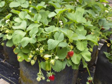 Rainier strawberries