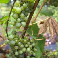 Müller-Thurgau grapes