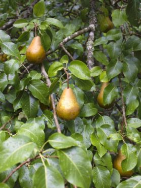 Bosc pears