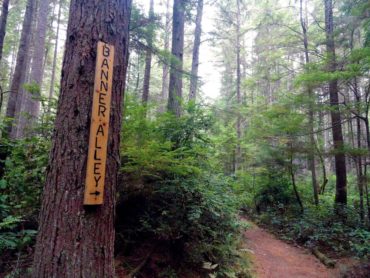 The Banner Alley Trail cuts through thick forest.